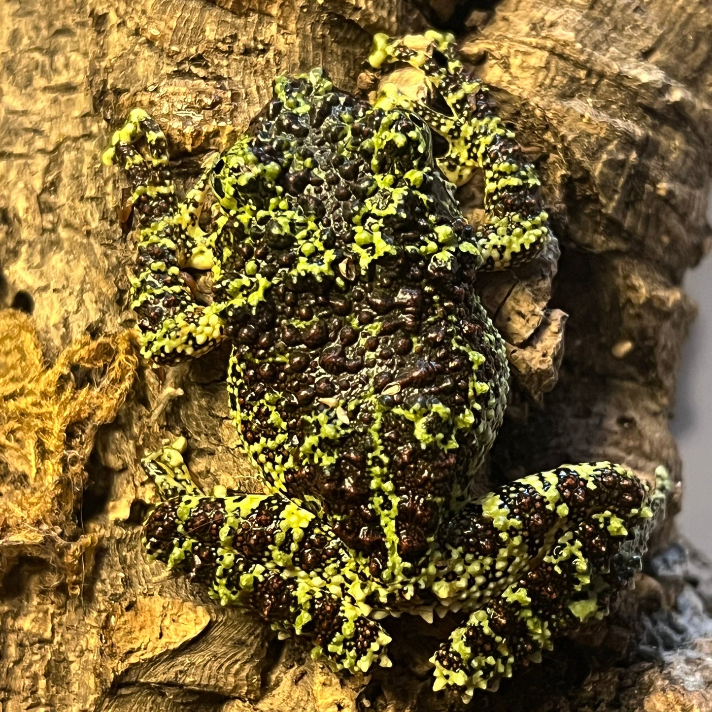 Vietnamese Mossy Frog