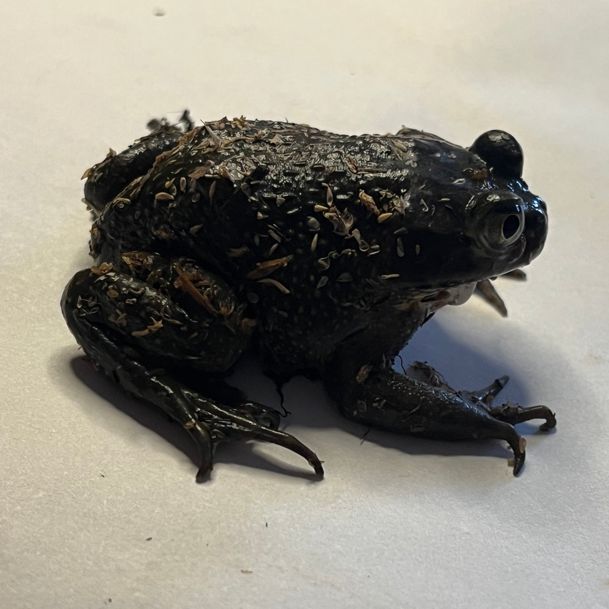 Chilean Wide Mouth Toad