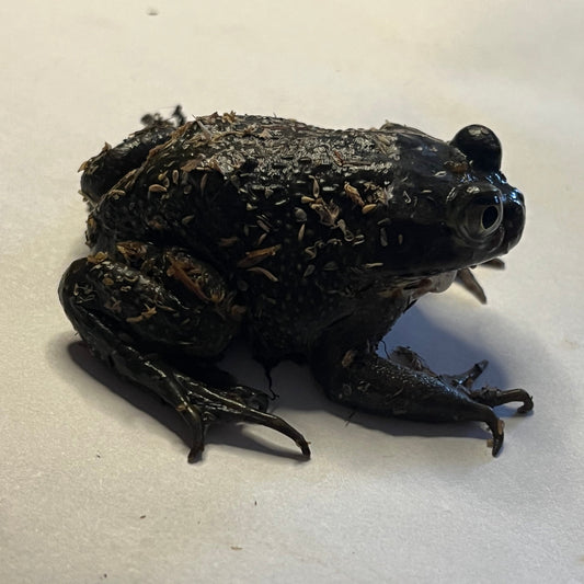 Chilean Wide Mouth Toad