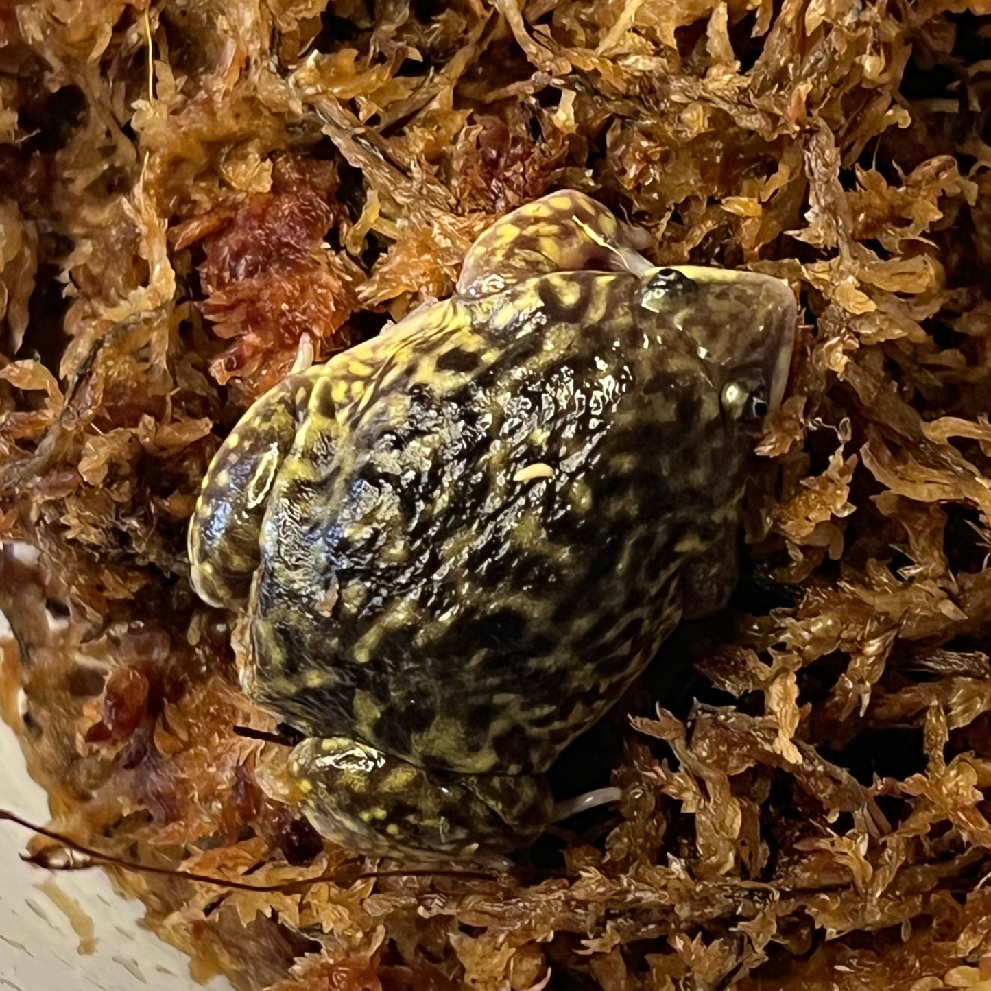 Togo Rain Frog