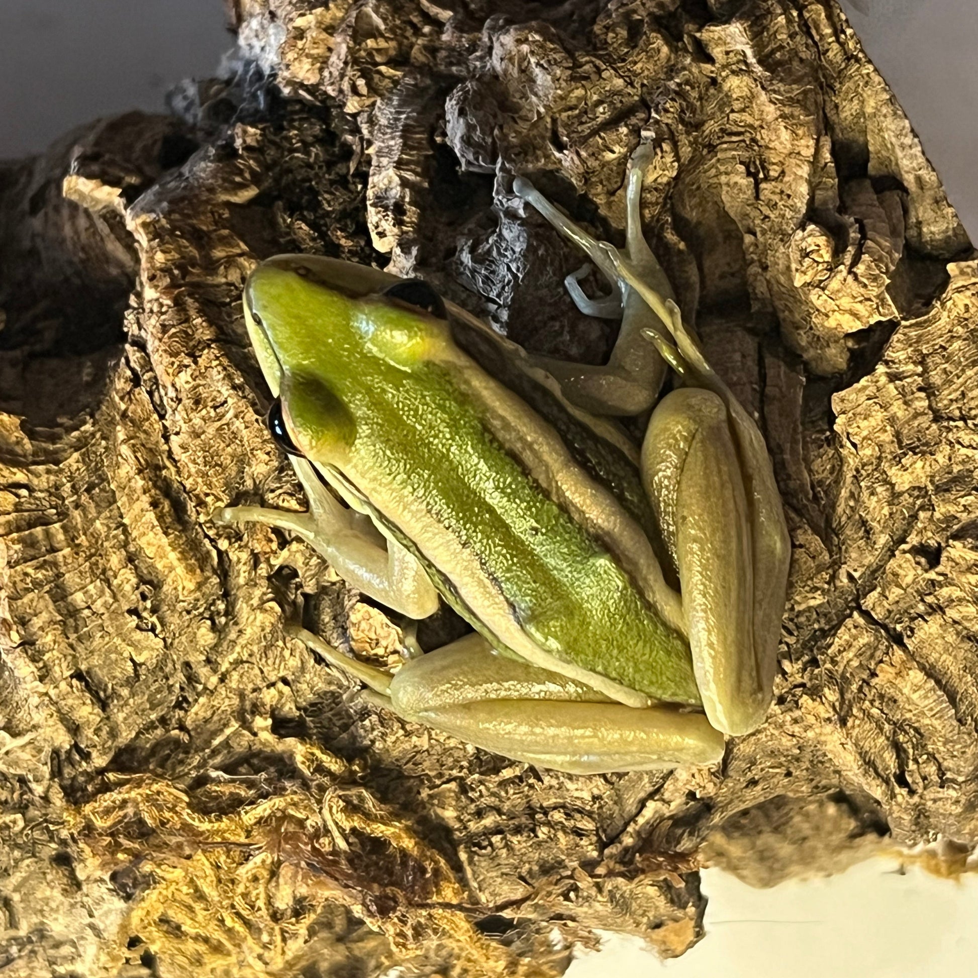 Green cascade frog