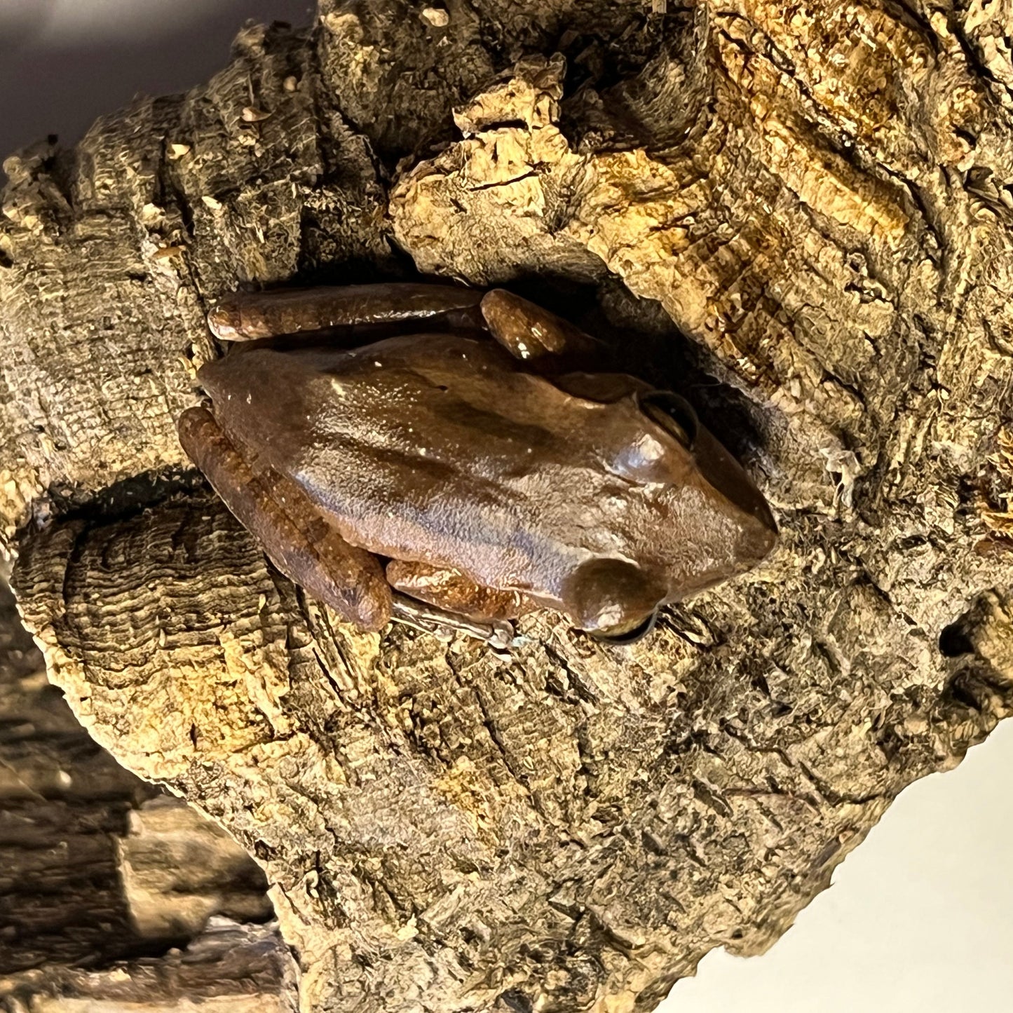 Polypedates leucomystax (Vietnamese Gliding Frog)