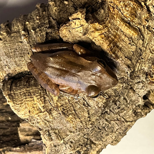 Polypedates leucomystax (Vietnamese Gliding Frog)
