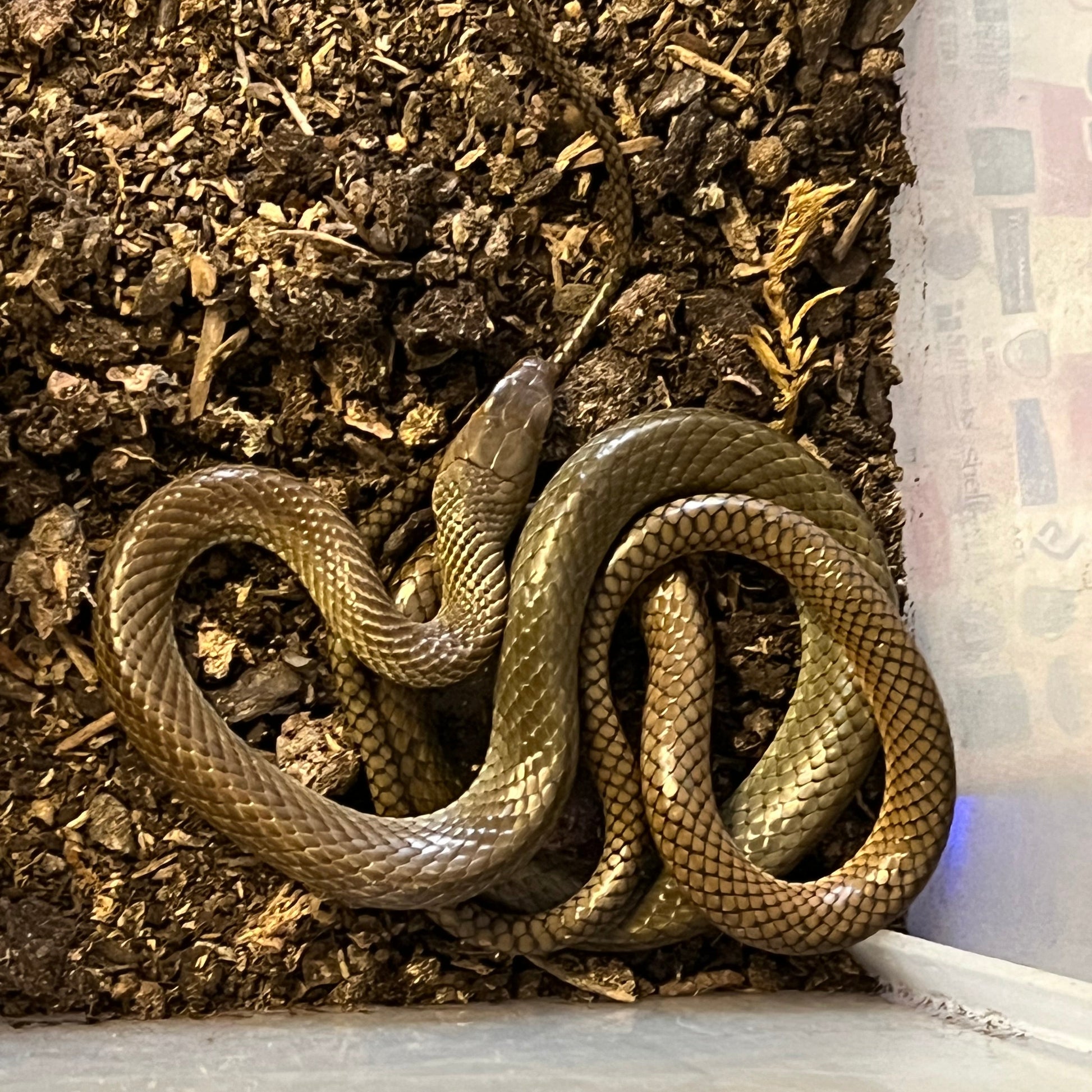 Chinese Rat Snake