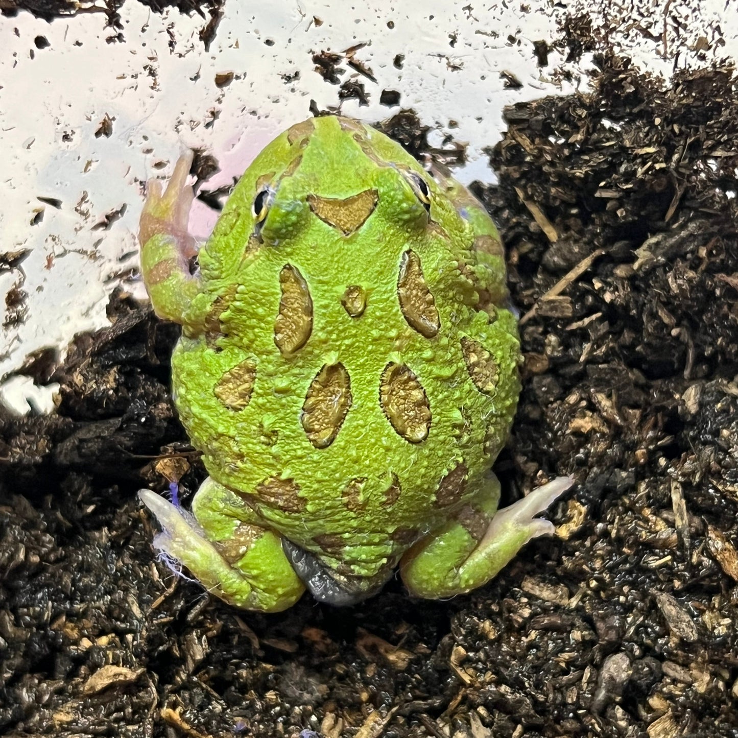 Samurai Pacman Frog
