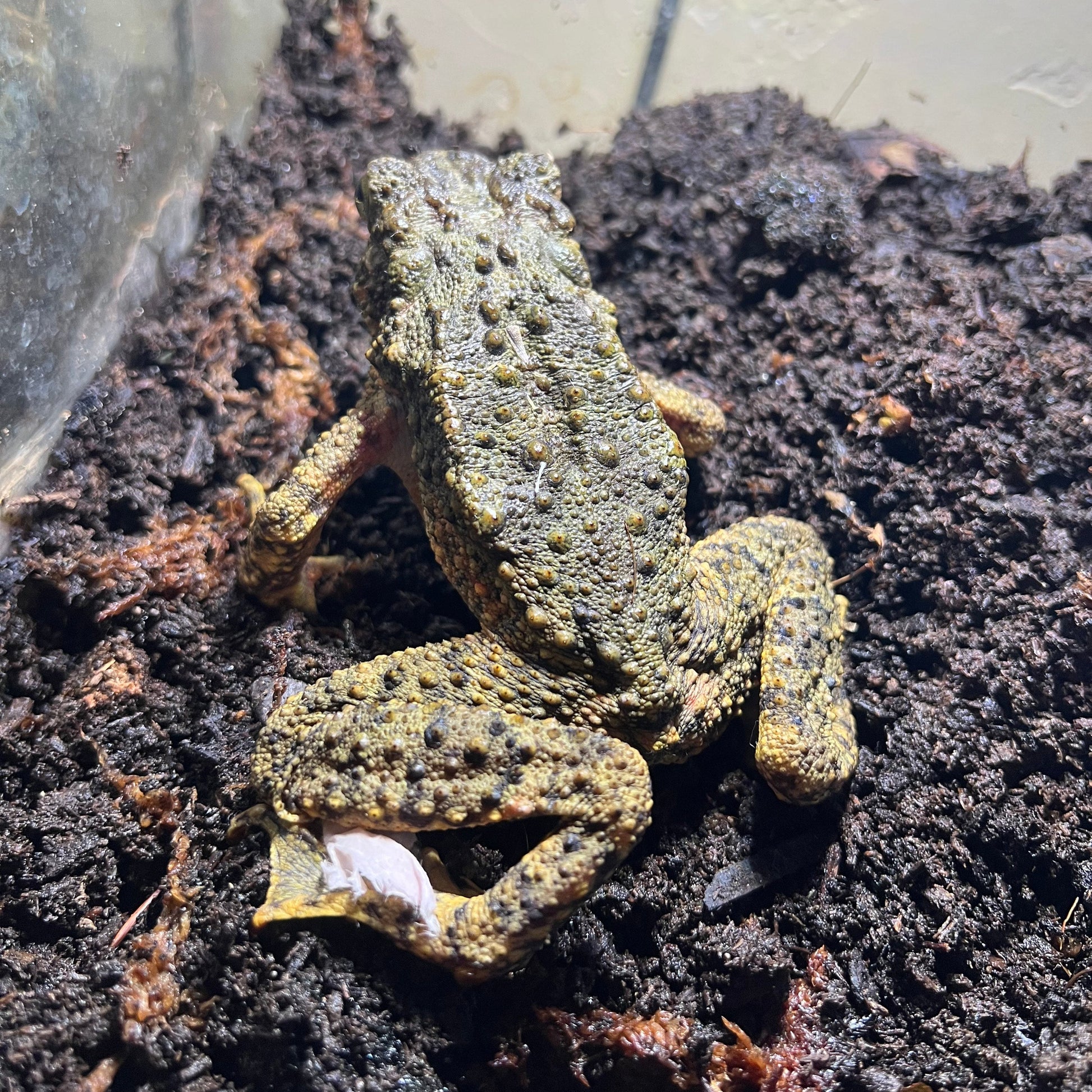 Giant Asian River Toad