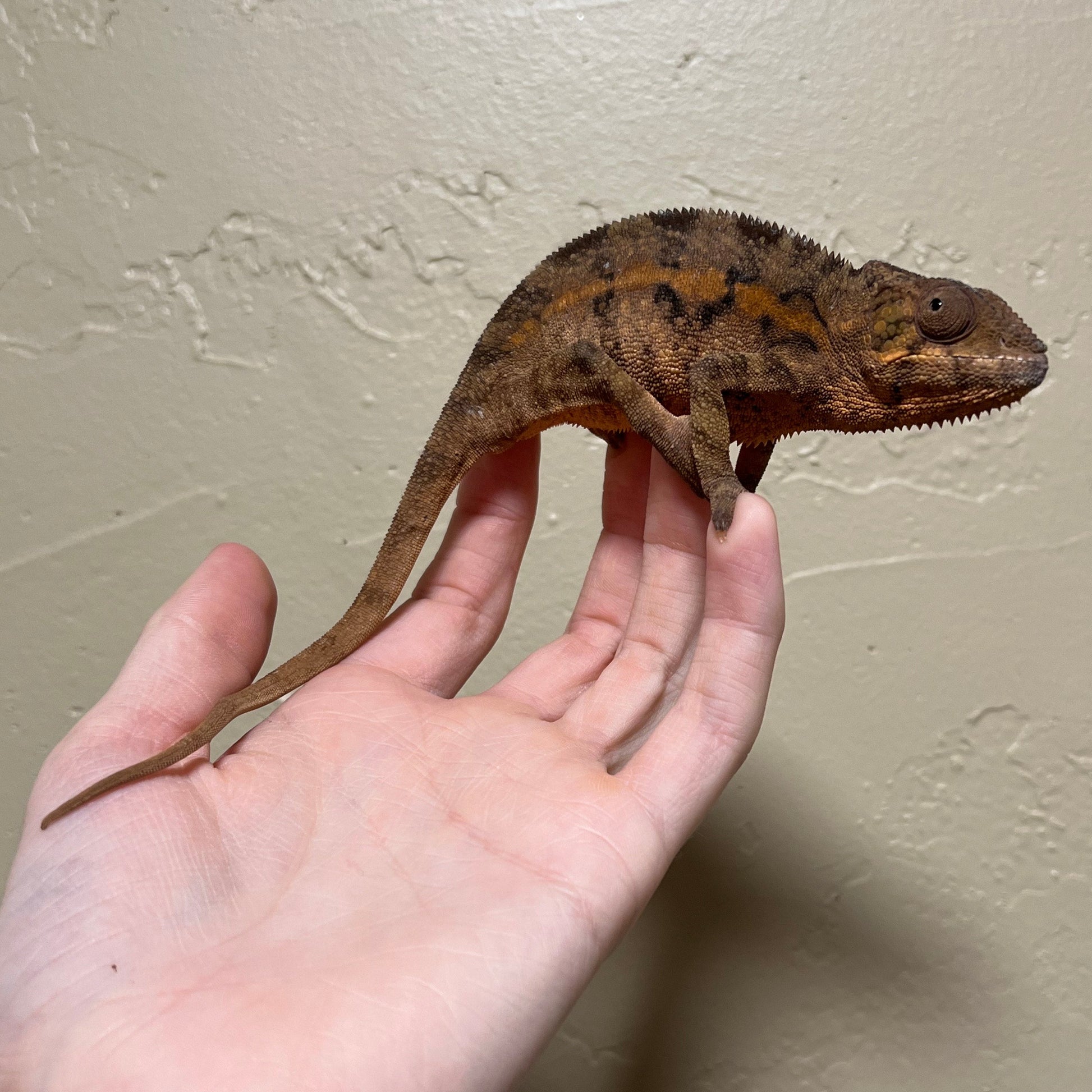 Ambilobe Panther Chameleon