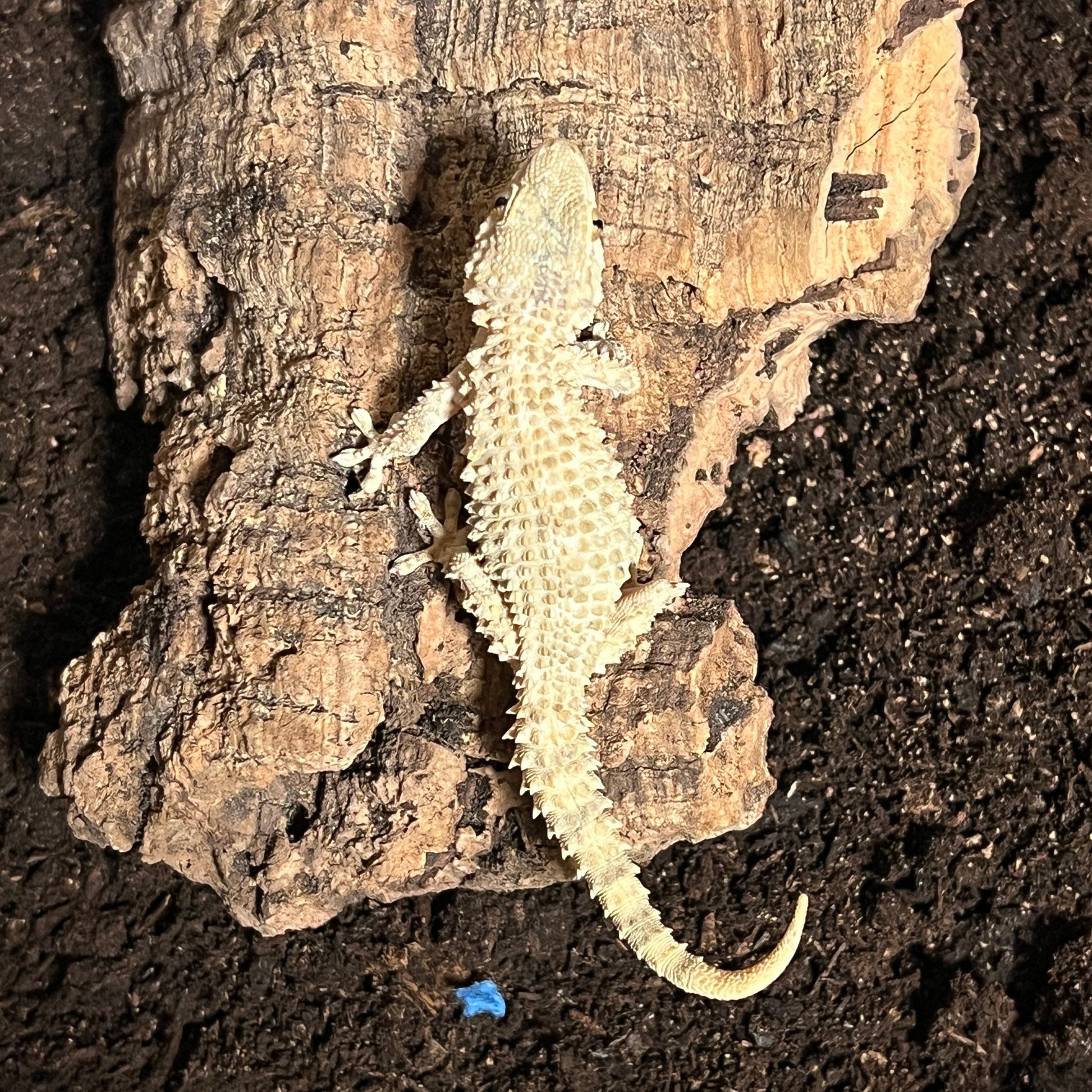 Crocodile Geckos
