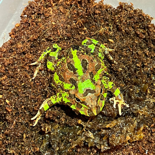 Fantasy Pacman Frogs