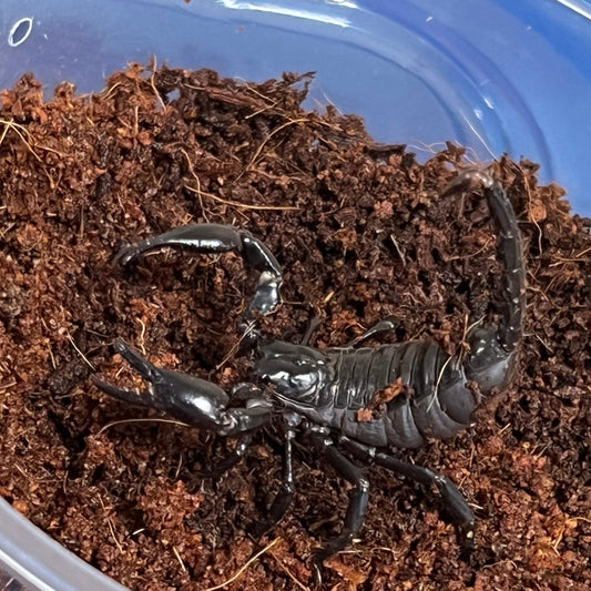 Heterometrus spinifer (Asian Forest Scorpion)