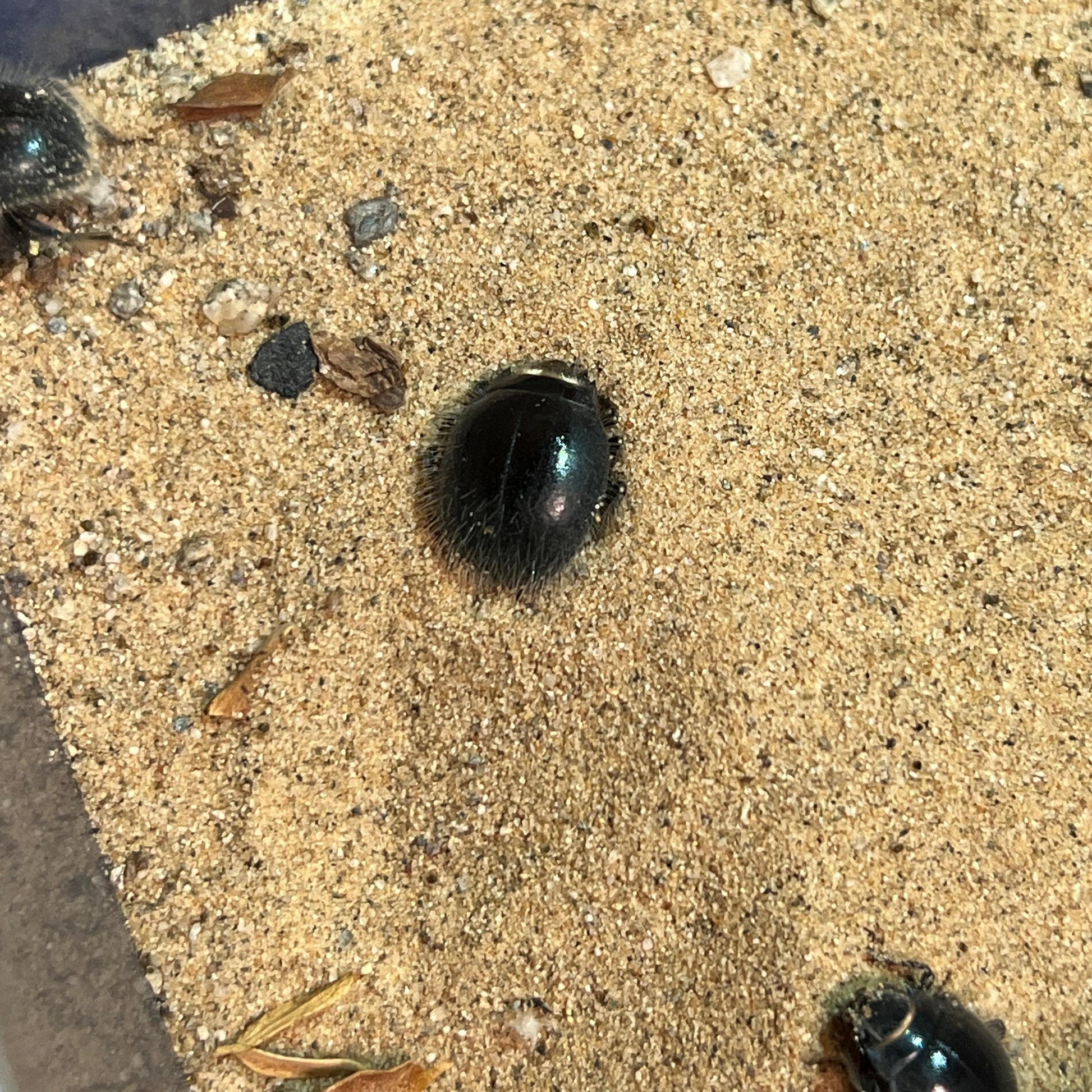 Desert Hairy Robot Beetles