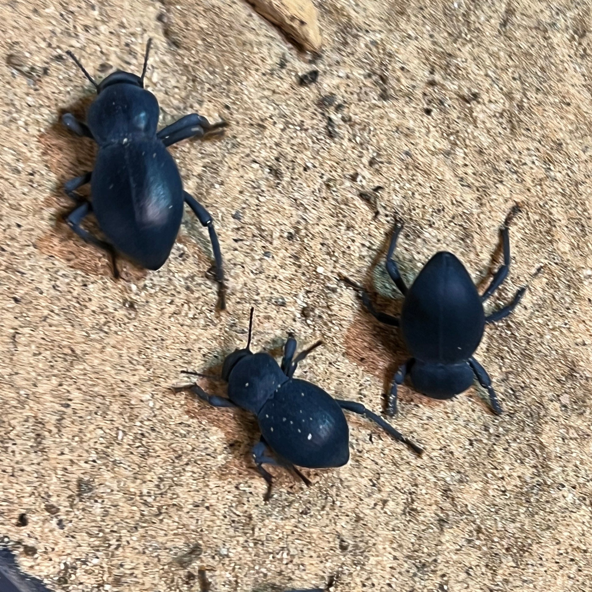 Blue Smooth Death Feigning Beetles