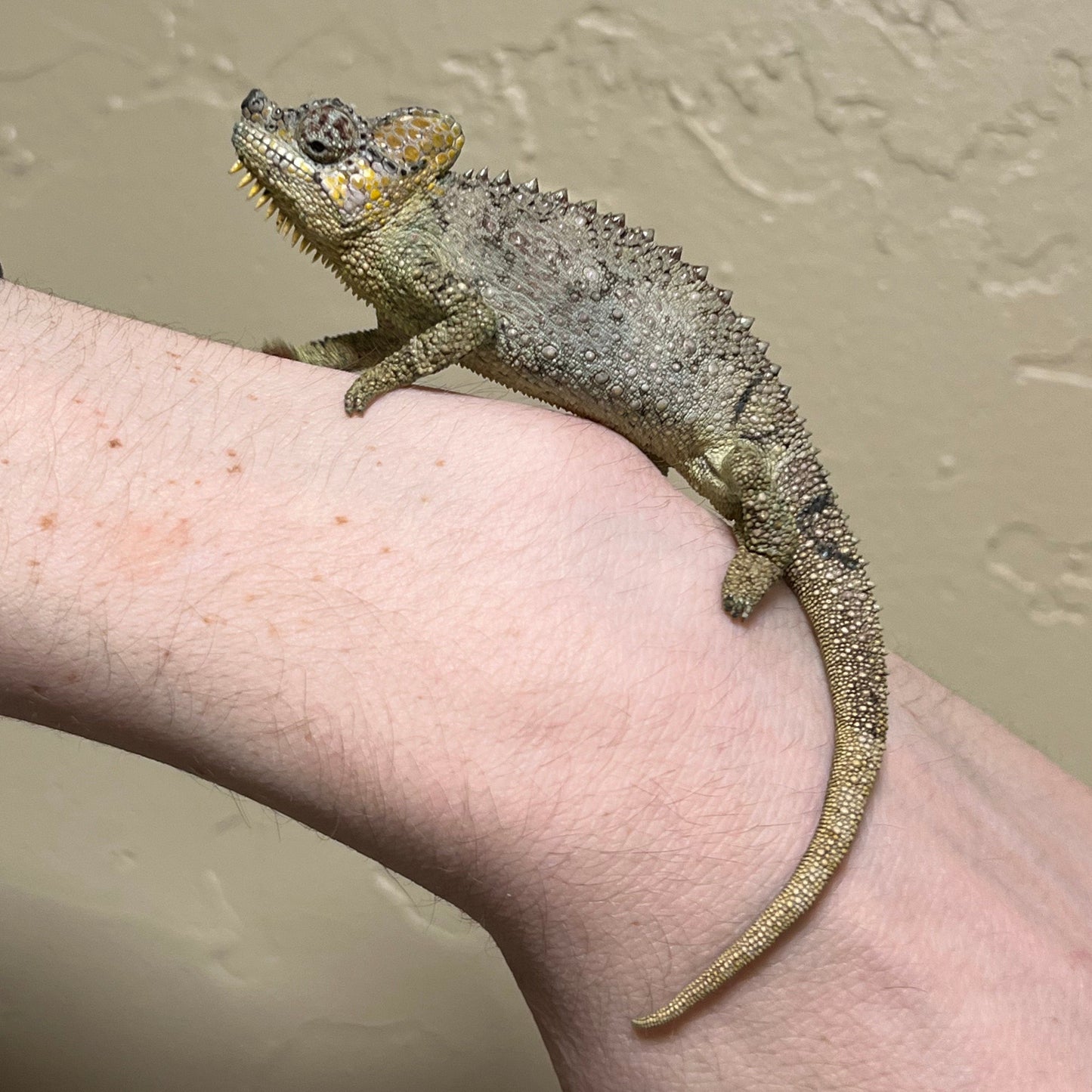 Helmeted Chameleon