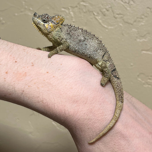 Helmeted Chameleon