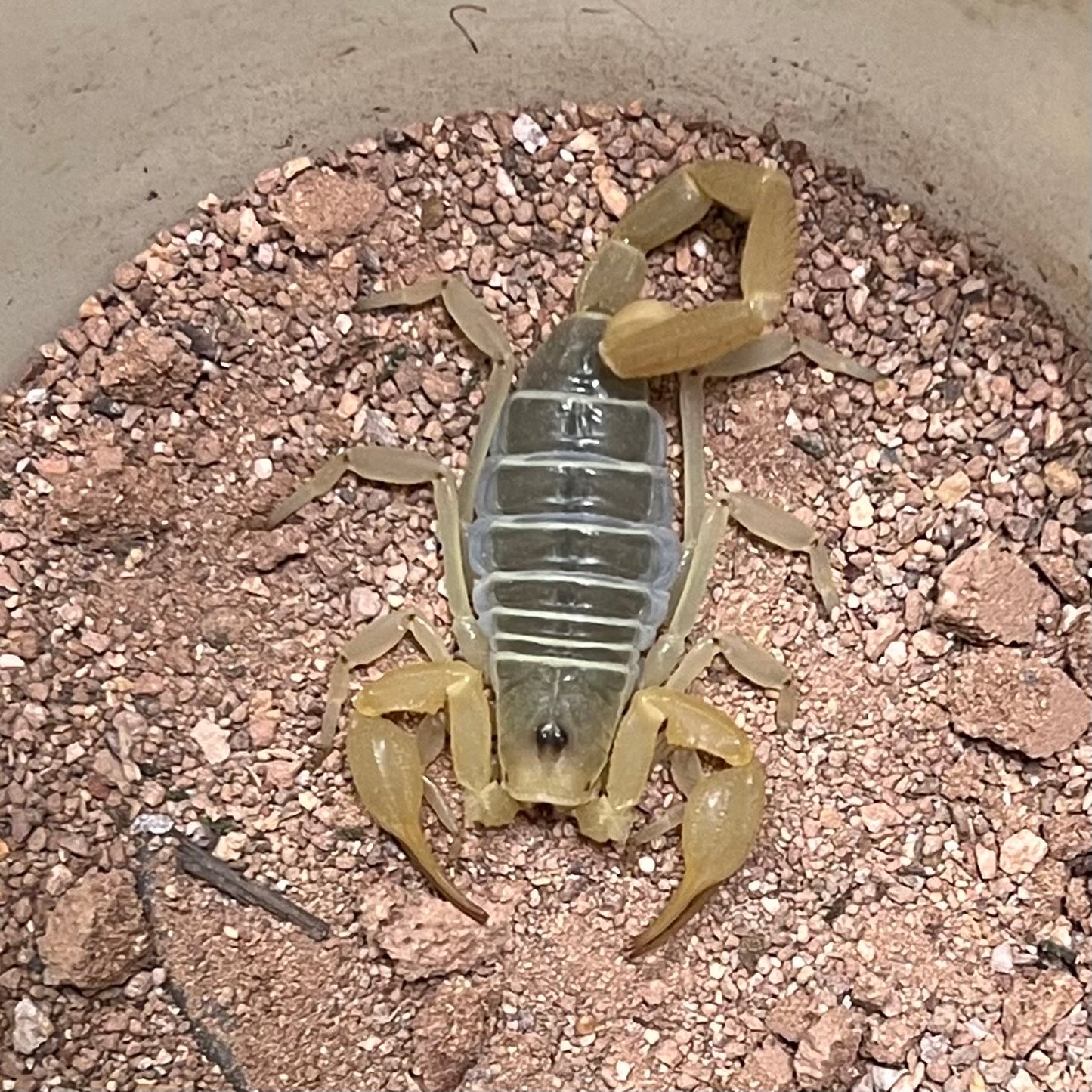 Smeringurus mesaensis (Dune Scorpion)