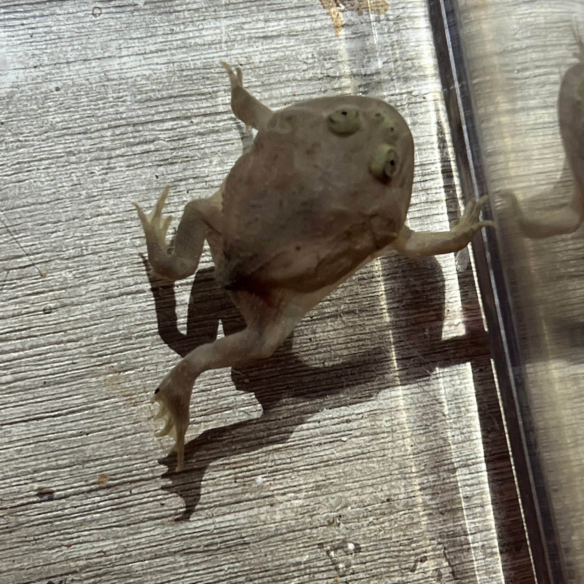 Baby budgetts frog