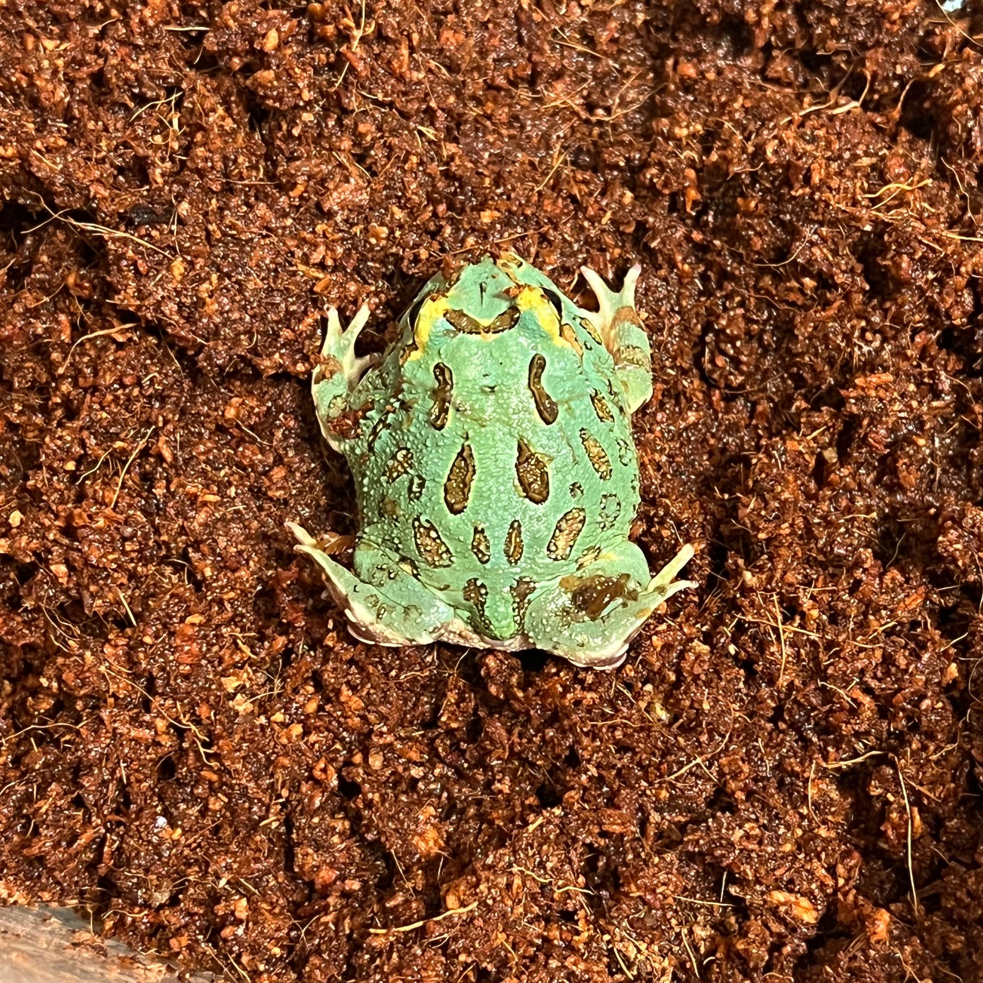 Blue samurai pacman frog