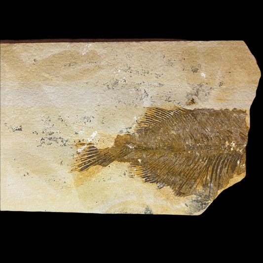 Phareodus juvenile fossil