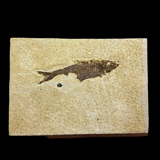 Knightia eocaena fossil (missing stomach)