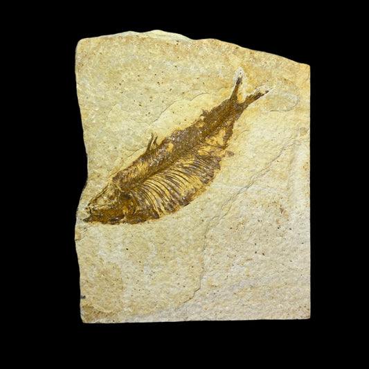Knightia eoceana fossil