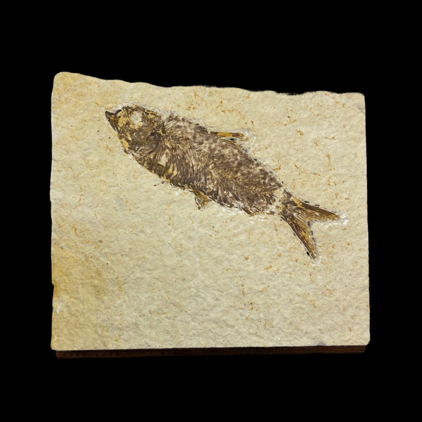 knightia eocaena fossil - green river formation
