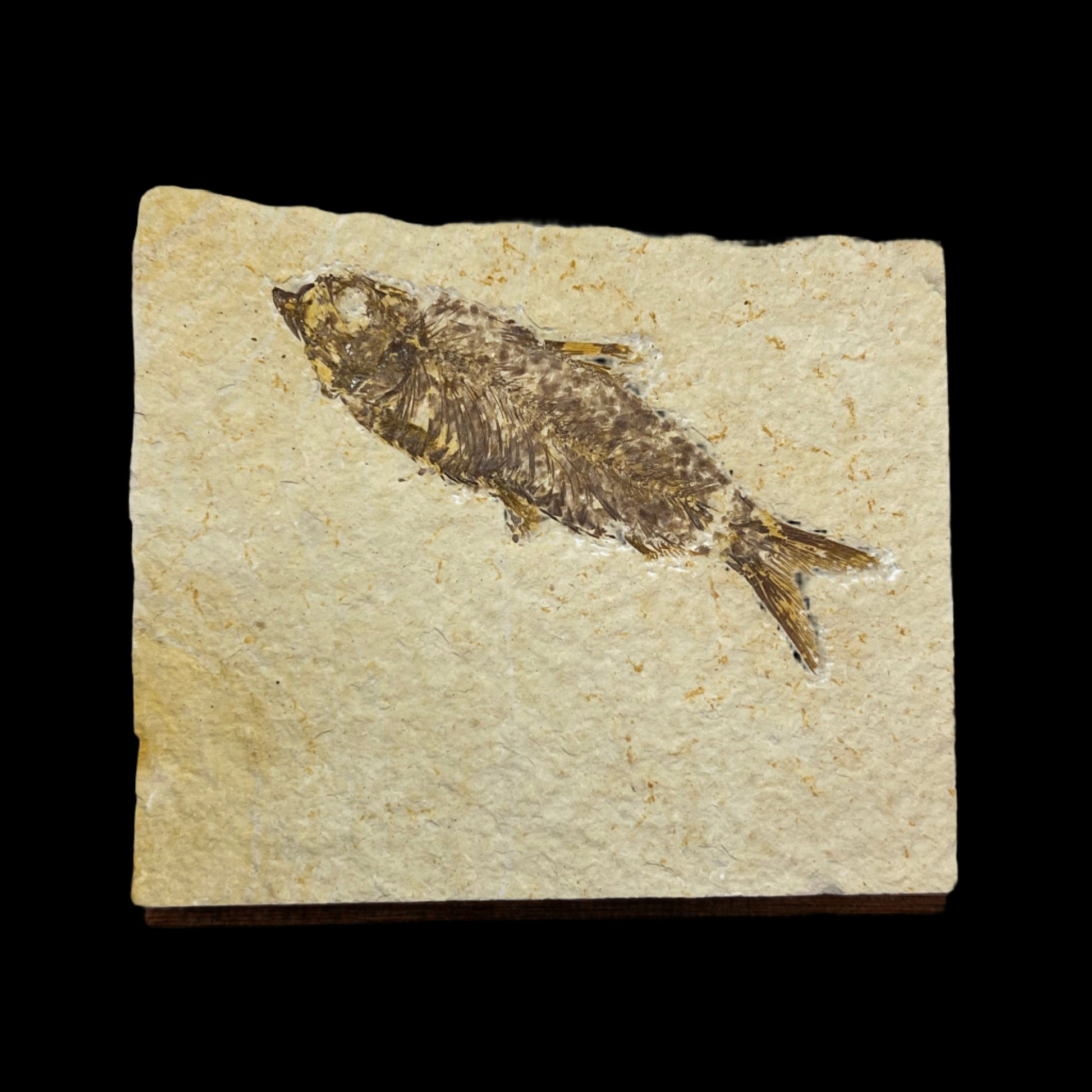 knightia eocaena fossil - green river formation