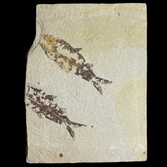 Knightia double fossil plate