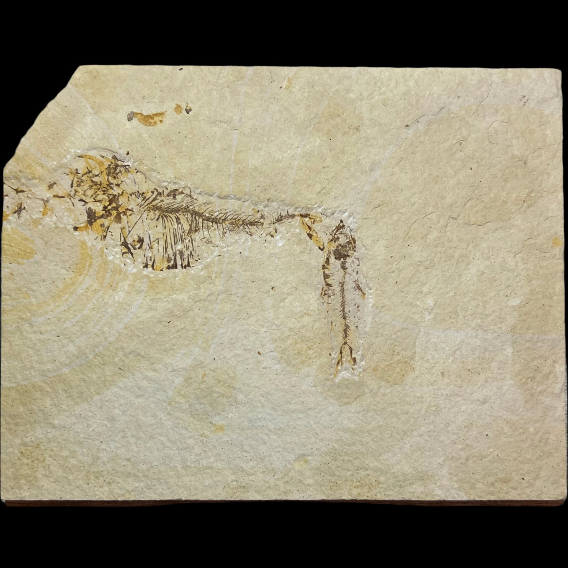 Knightia and Diplomystus juveniles