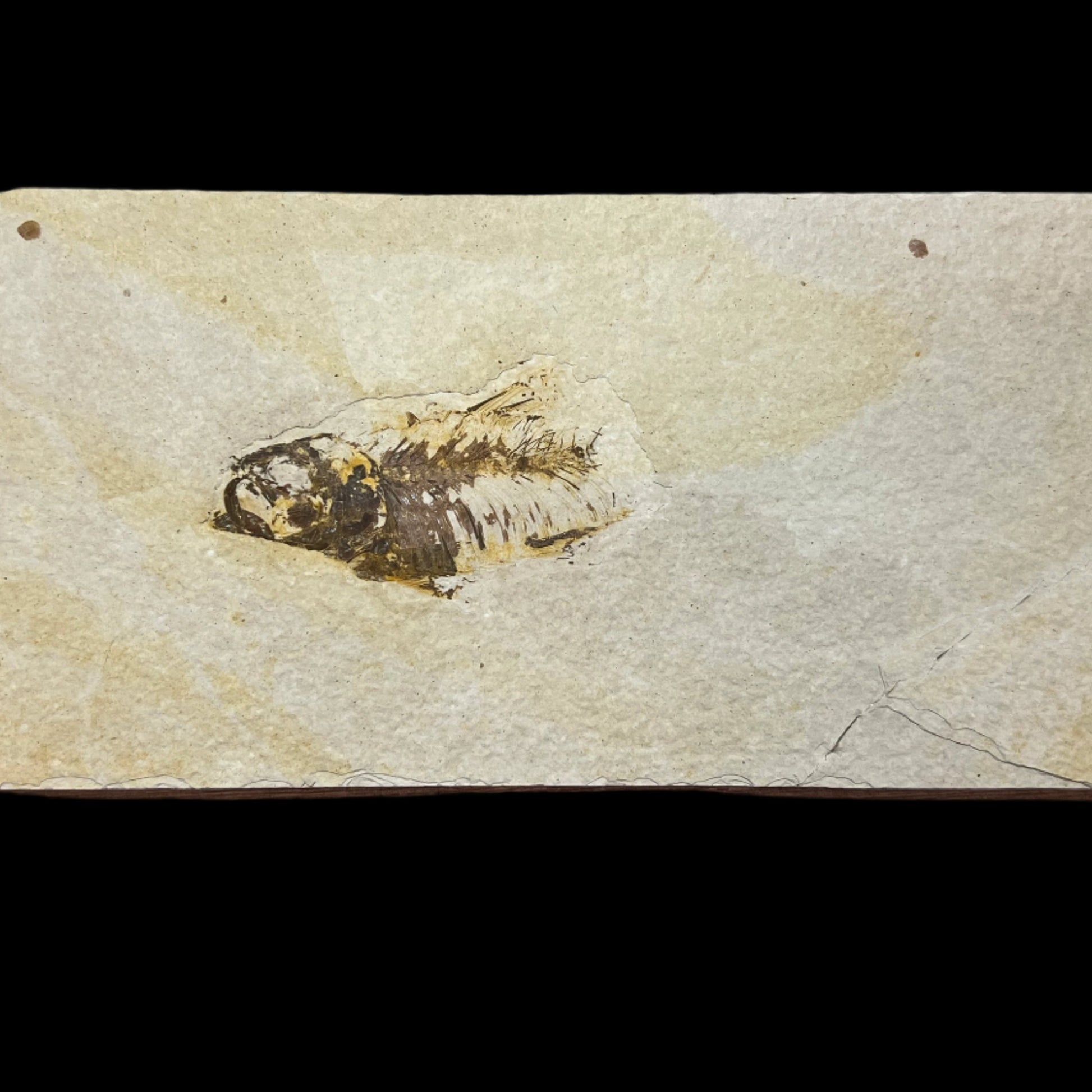 Diplomystus partial fossil