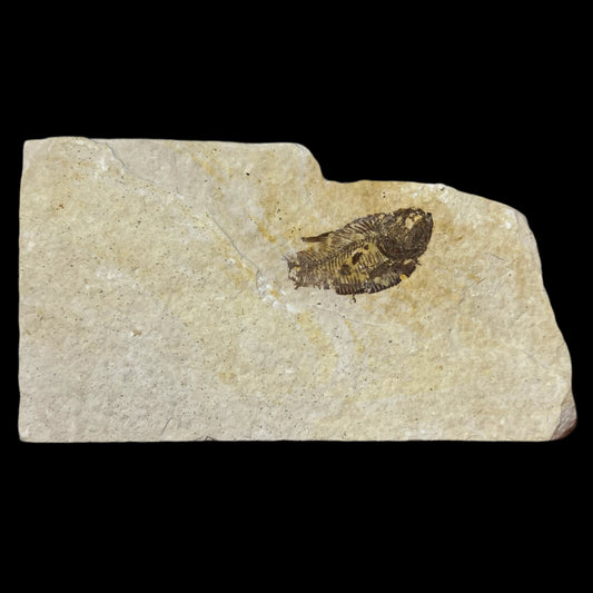 Diplomystus juvenile fossil (partial)