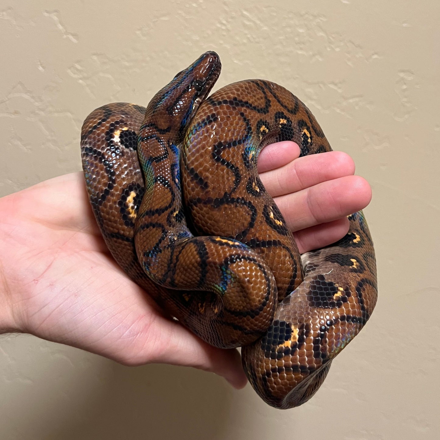 Brazilian Rainbow Boa