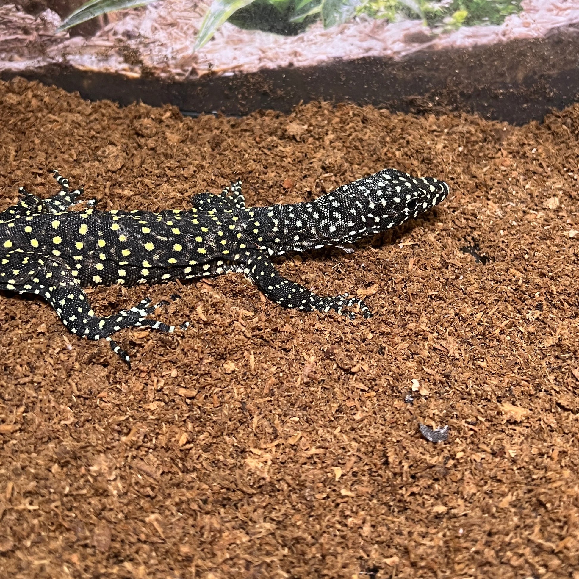 Baby blue tail monitor lizard