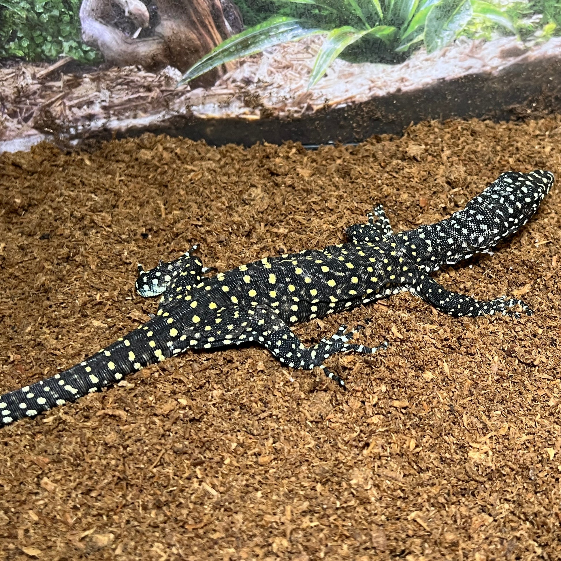 Varanus doreanus
