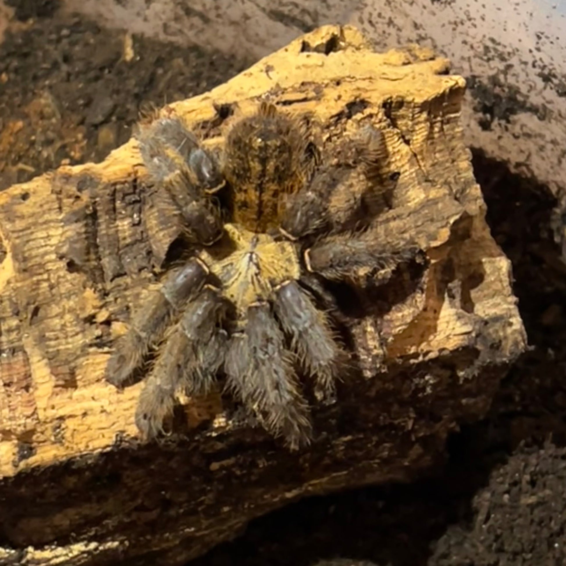 Ho Chi Minh Tarantula