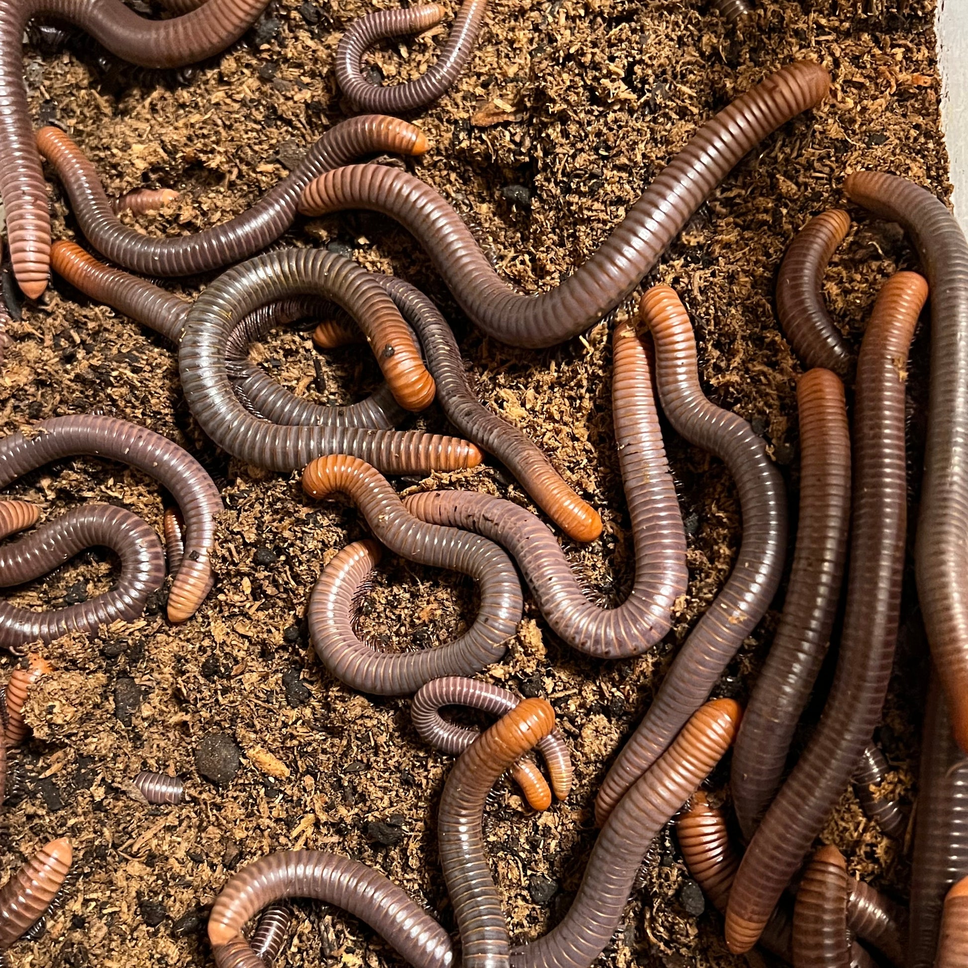 Firehead millipede colony