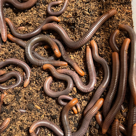 Firehead millipede colony