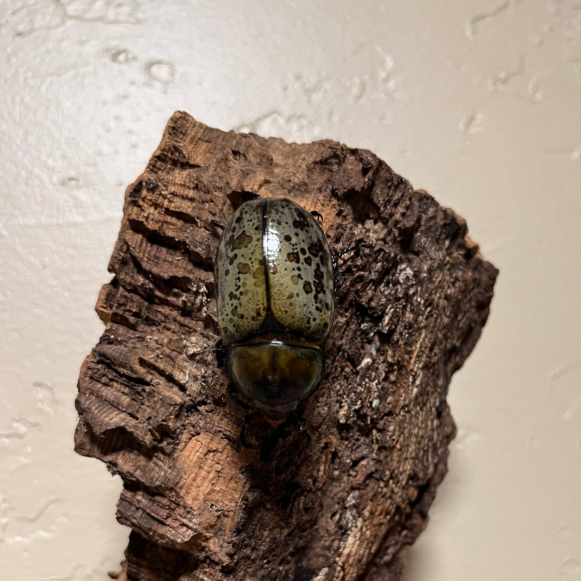 Female Eastern Hercules Beetle