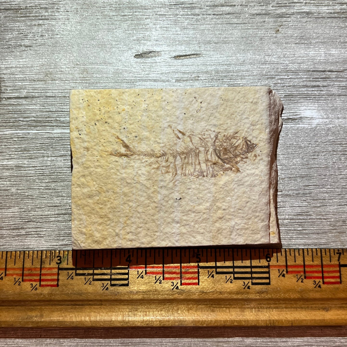 Bab Kighta eocaena fossil