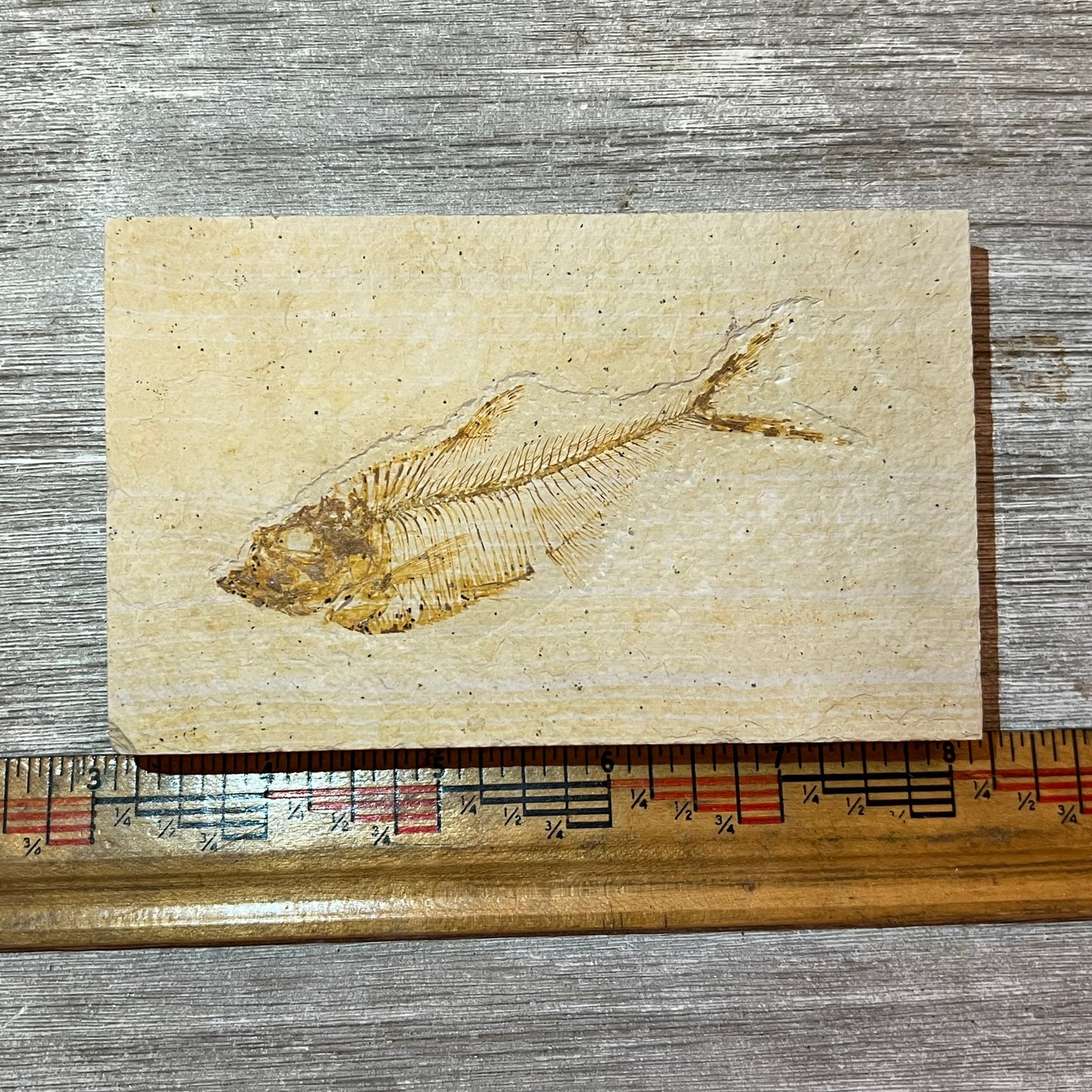 Fossiized Diplomystus fish