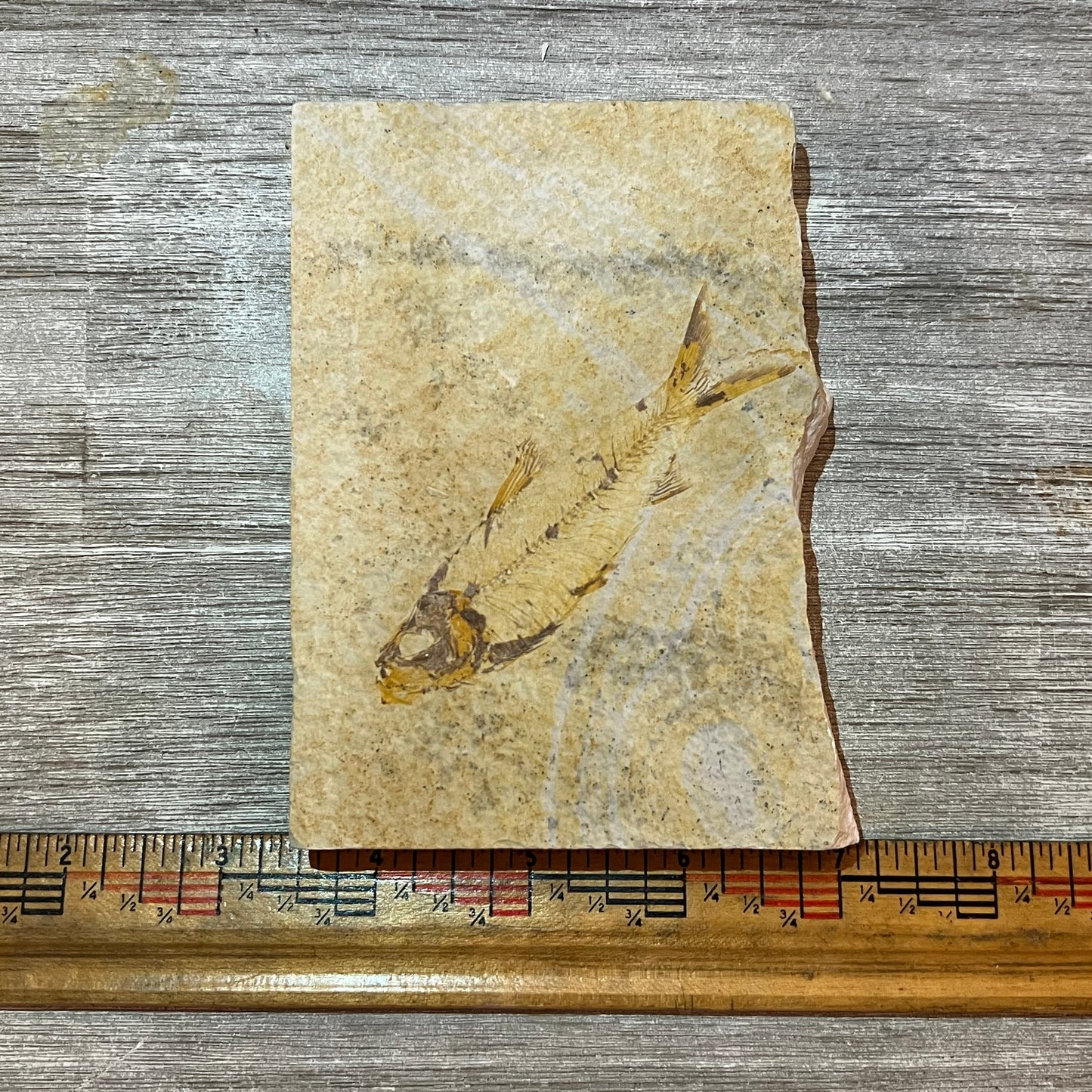 Fossilized fish on a piece of rock with a ruler for scale on a wooden surface