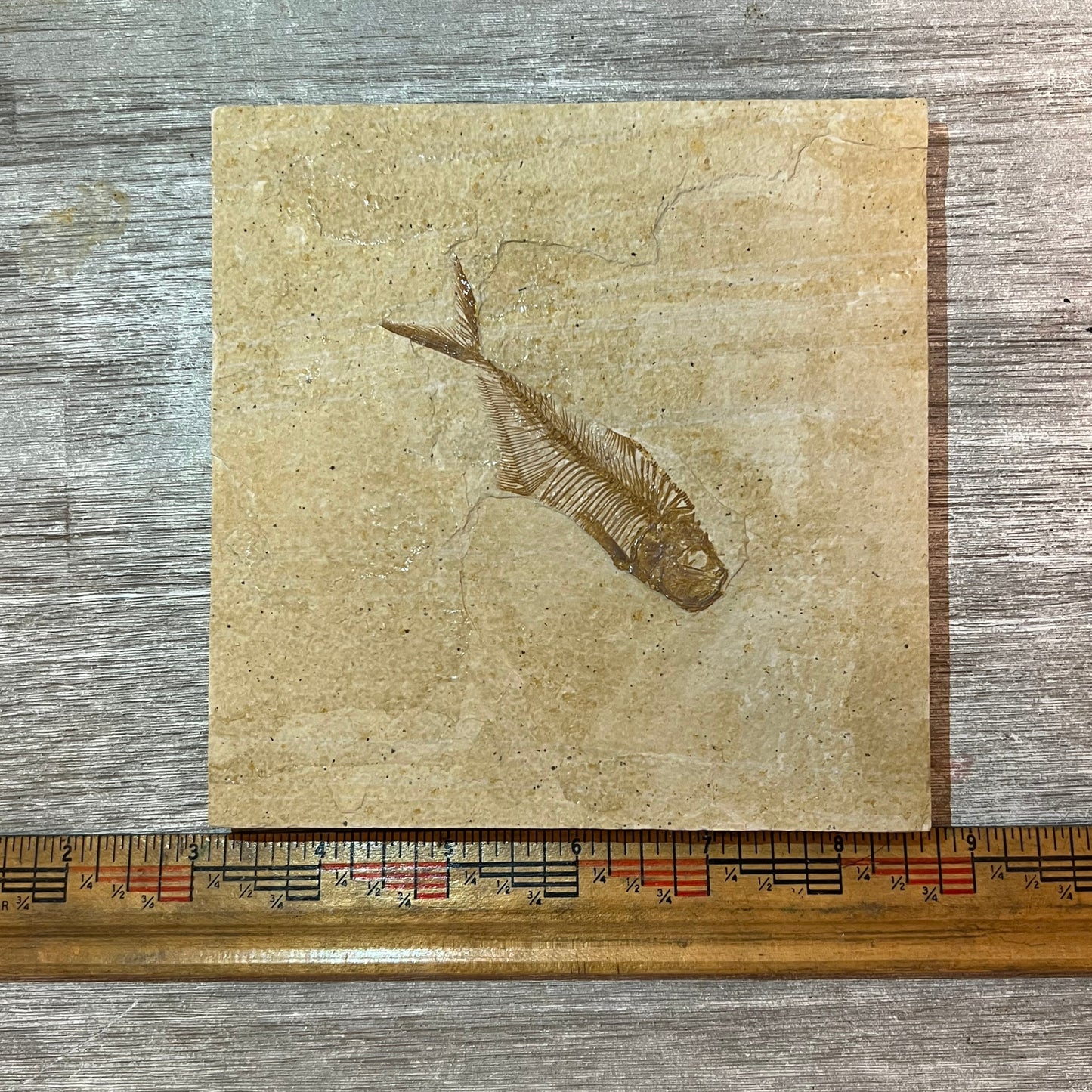 Fossilized fish on a piece of paper with a ruler for scale, against a wooden background.
