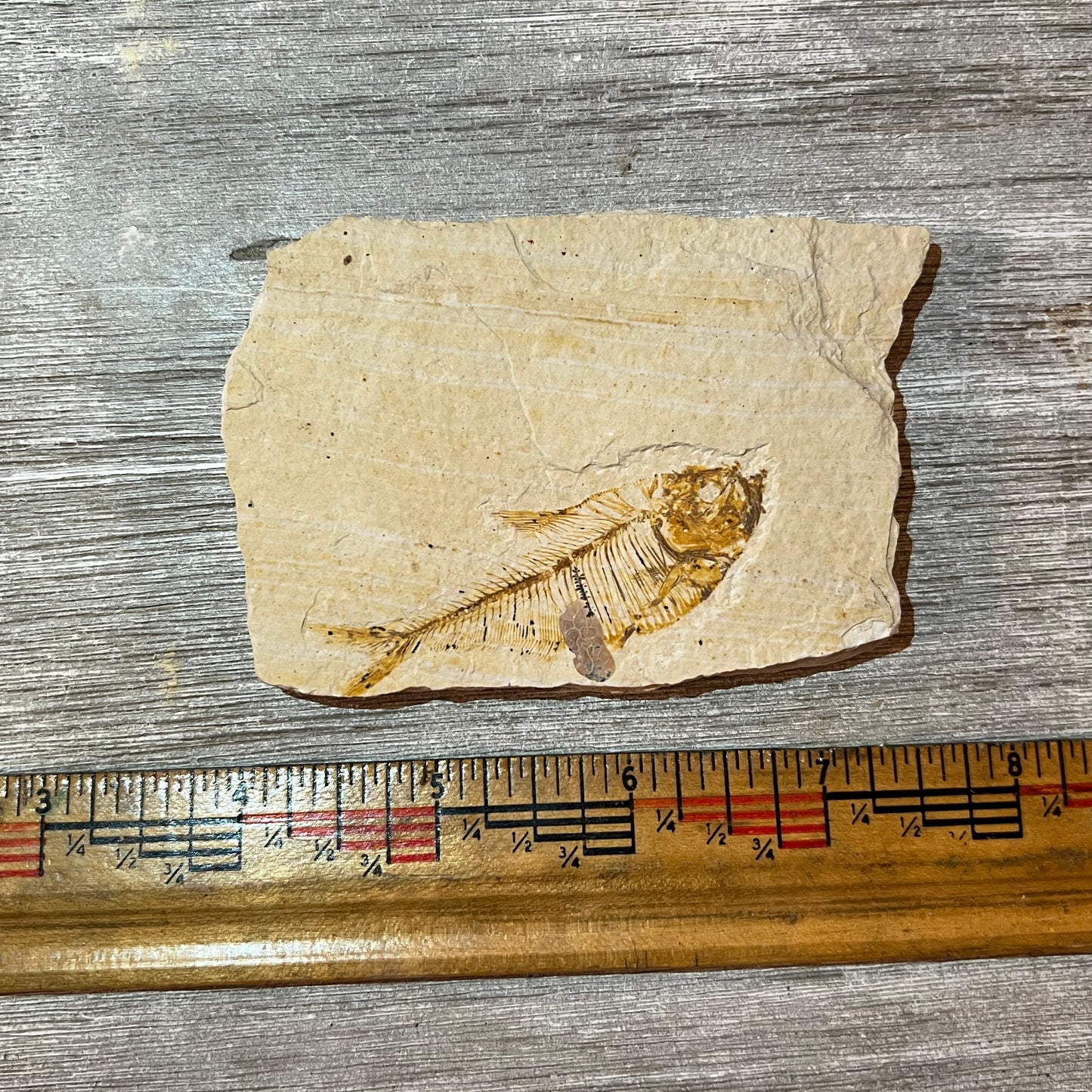 Diplomystus denatus fossil #2-008
