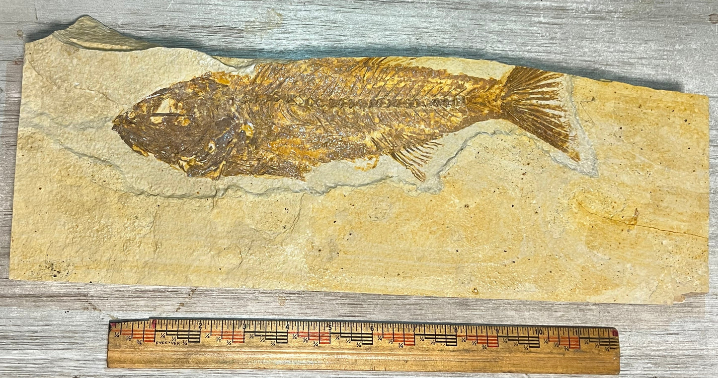 12" Mioplosus fossil