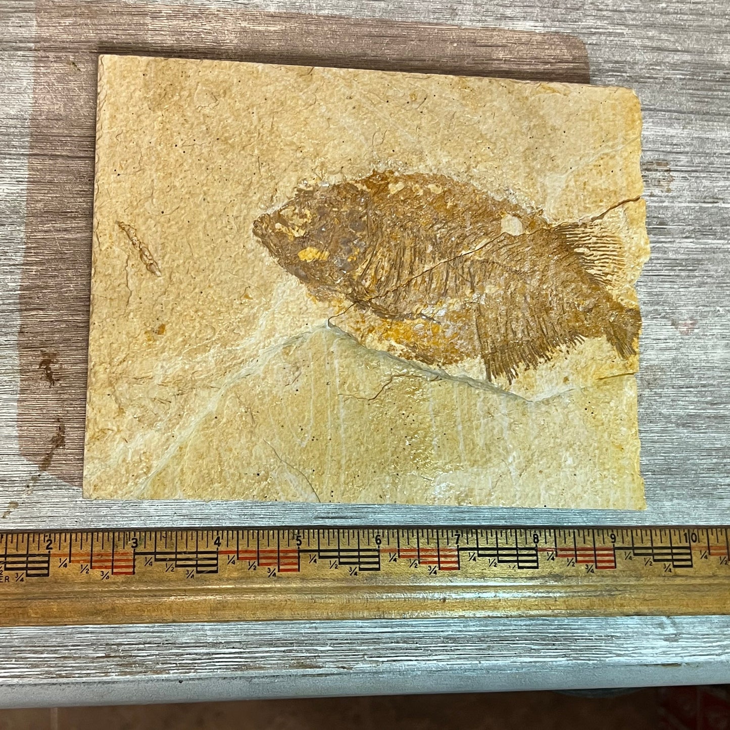 Phareodus juvenile fossil
