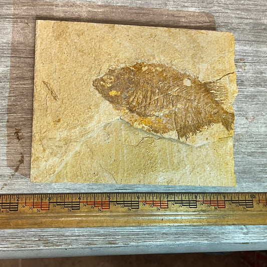 Phareodus juvenile fossil