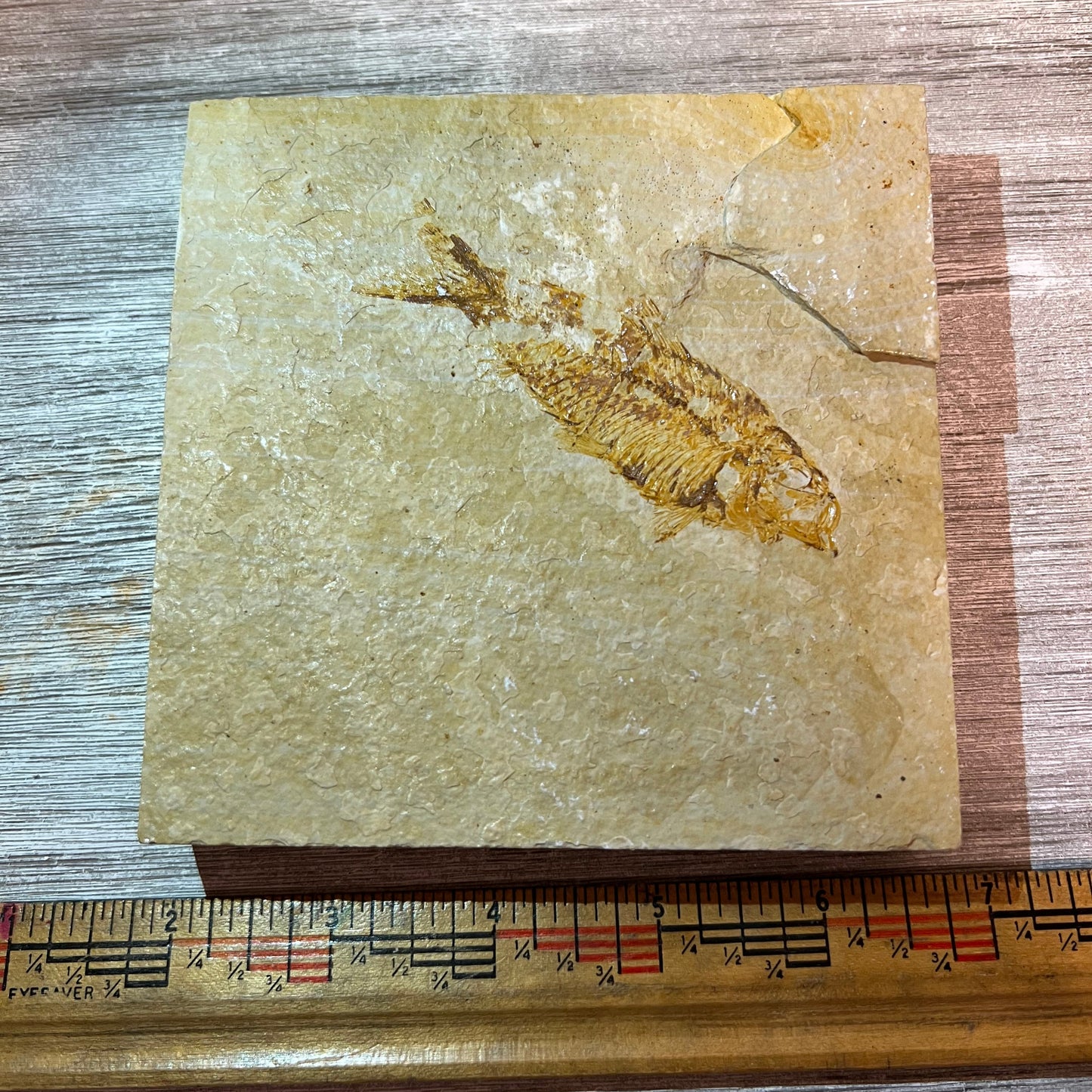 Fossilized fish on a square piece of stone with a ruler for scale on a wooden surface