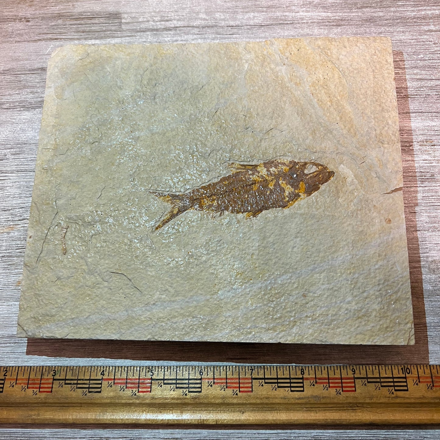 Fossilized fish on a piece of stone with a ruler for scale on a wooden surface