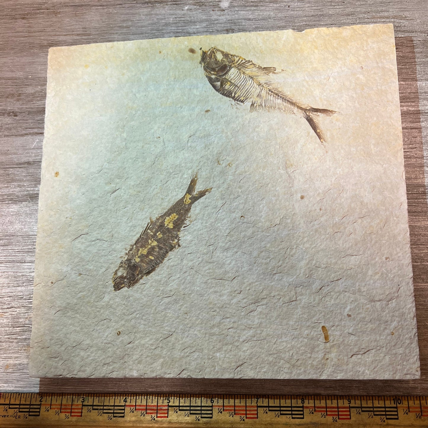 Diplomystus and Knightia fossil fish plate