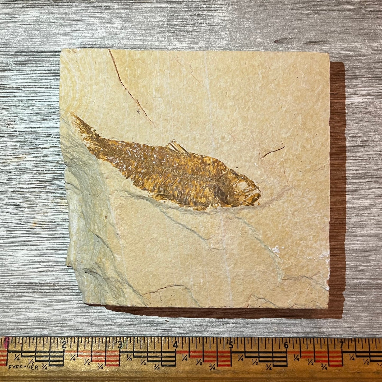 Fossilized fish on a piece of rock with a ruler for scale on a wooden surface