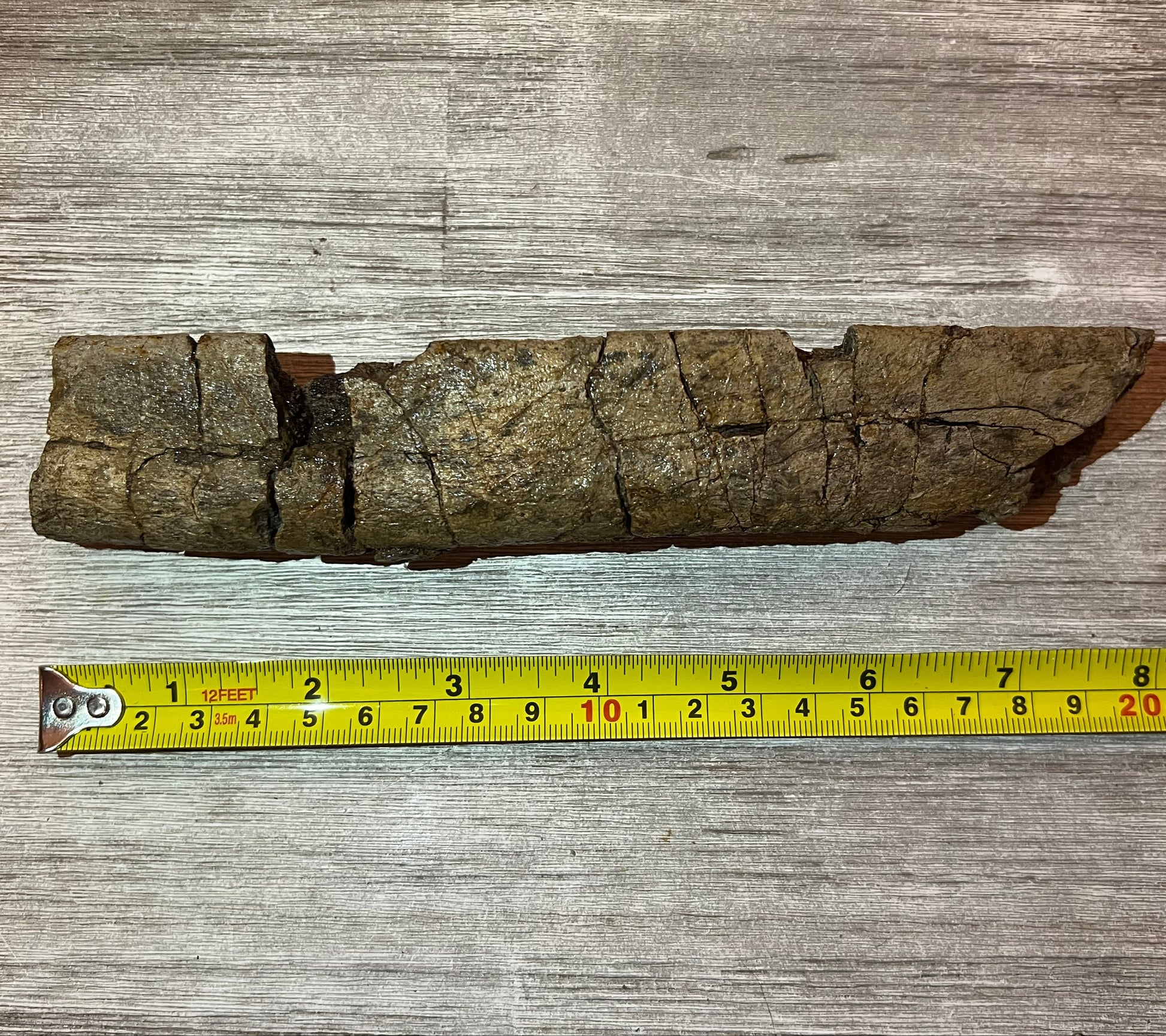 Triceratops rib fossil